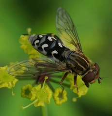 Anasimyia transfuga