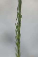 Comesperma drummondii