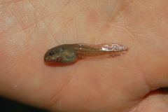 Odontophrynus