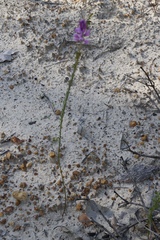 Comesperma drummondii