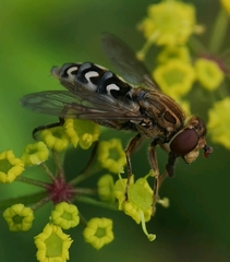 Anasimyia transfuga