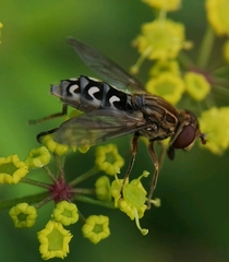 Anasimyia transfuga