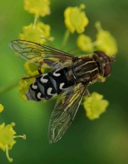 Anasimyia transfuga