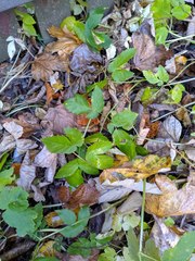 Aegopodium podagraria