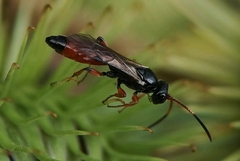 Colpognathus celerator