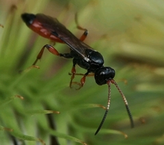 Colpognathus celerator