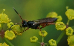 Colpognathus celerator