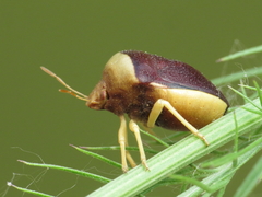 Ventocoris rusticus