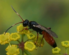 Colpognathus celerator