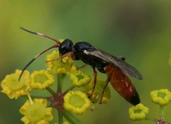 Colpognathus celerator