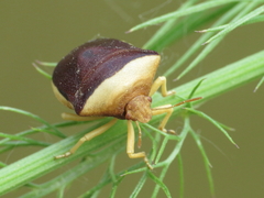 Ventocoris rusticus