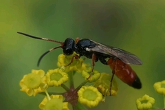 Colpognathus celerator