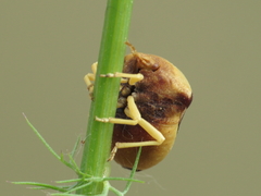 Ventocoris rusticus