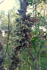 Tillandsia tricholepis
