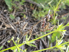 Empusa pennicornis
