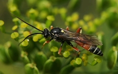 Ctenichneumon panzeri