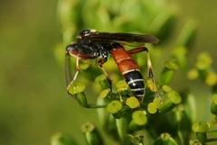 Ctenichneumon panzeri