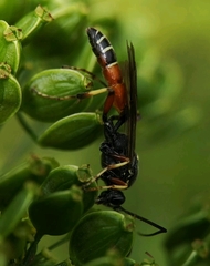Ctenichneumon panzeri