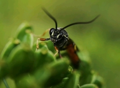 Ctenichneumon panzeri