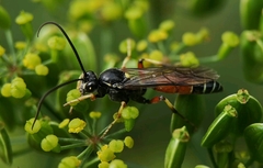 Ctenichneumon panzeri