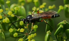 Ctenichneumon panzeri