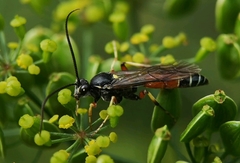 Ctenichneumon panzeri