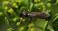 Ctenichneumon panzeri