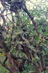 Tillandsia tricholepis