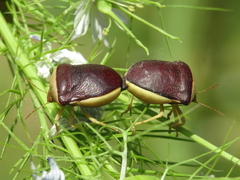 Ventocoris rusticus