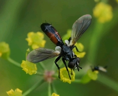 Cylindromyia interrupta