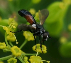 Cylindromyia interrupta