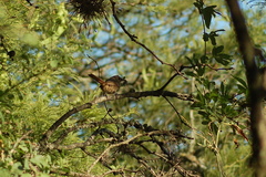 Phacellodomus sibilatrix