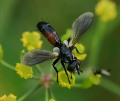 Cylindromyia interrupta