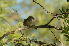 Phacellodomus sibilatrix