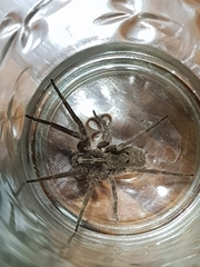 Centroctenus brevipes