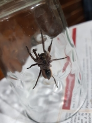 Centroctenus brevipes