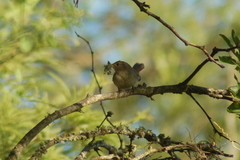 Phacellodomus sibilatrix