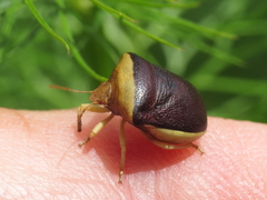 Ventocoris rusticus