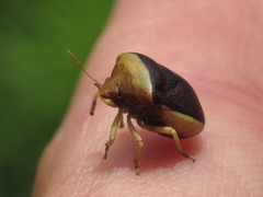Ventocoris rusticus
