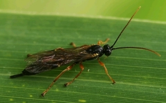 Endromopoda arundinator