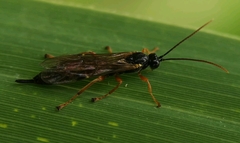 Endromopoda arundinator