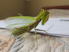 Hierodula transcaucasica