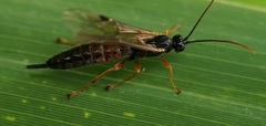 Endromopoda arundinator