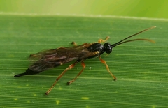 Endromopoda arundinator