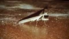 Thespidae