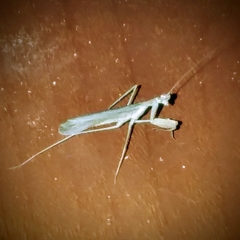 Thespidae