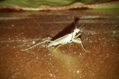 Thespidae