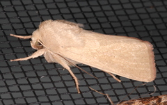 Leucania abdominalis