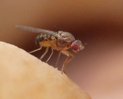 Hirtodrosophila cameraria