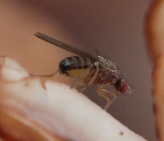 Hirtodrosophila cameraria